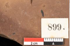 Foto (Detailsansicht) von Quercus palaeoilex Ettingshausen (NHMW-GEO-2024-0188-0899)